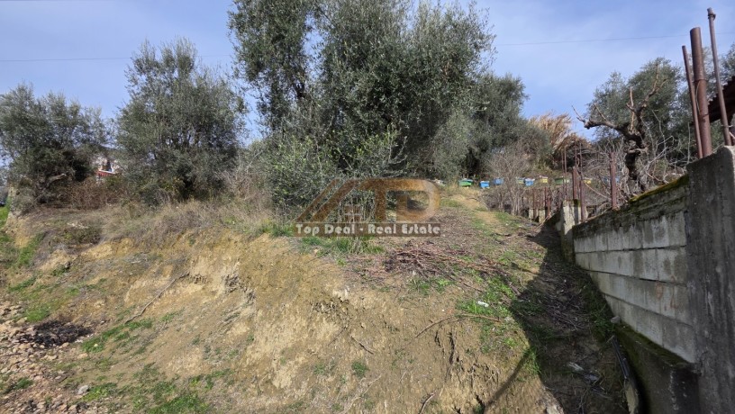 shitet-toke-ullishte-prane-rrethrotullimit-te-plasmasit-lushnje-qytet-big-1