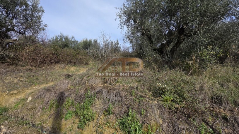 shitet-toke-ullishte-prane-rrethrotullimit-te-plasmasit-lushnje-qytet-big-4