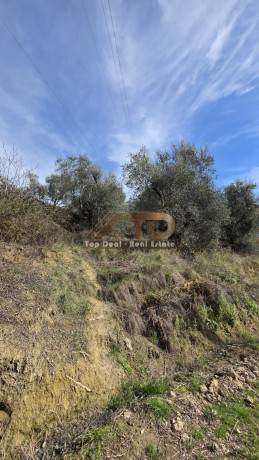 shitet-toke-ullishte-prane-rrethrotullimit-te-plasmasit-lushnje-qytet-big-3