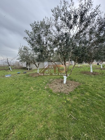 vile-ne-shitje-golem-lushnje-big-16